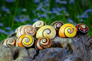 Meet the Cuban Painted Snail: Nature’s Most Vibrant Living Masterpiece - image 1