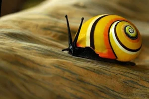 Meet the Cuban Painted Snail: Nature’s Most Vibrant Living Masterpiece - image 2