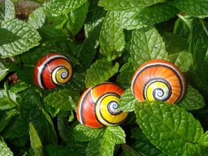 Meet the Cuban Painted Snail: Nature’s Most Vibrant Living Masterpiece - image 4