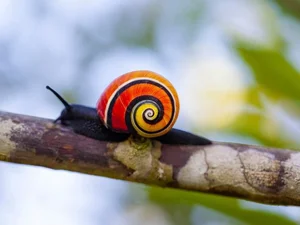 Meet the Cuban Painted Snail: Nature’s Most Vibrant Living Masterpiece - image 8