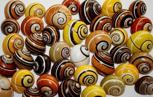 Meet the Cuban Painted Snail: Nature’s Most Vibrant Living Masterpiece - image 7