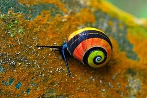 Meet the Cuban Painted Snail: Nature’s Most Vibrant Living Masterpiece - image 5