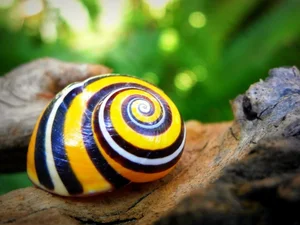 Meet the Cuban Painted Snail: Nature’s Most Vibrant Living Masterpiece - image 0