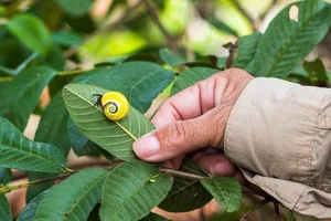 Meet the Cuban Painted Snail: Nature’s Most Vibrant Living Masterpiece - image 6