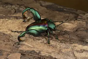 Frog-legged Leaf Beetle: Vietnam's Unique Insect Sensation, Global Collectors Hunt for Its Distinctive Features - image 6