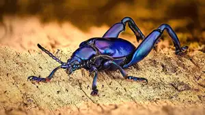 Frog-legged Leaf Beetle: Vietnam's Unique Insect Sensation, Global Collectors Hunt for Its Distinctive Features - image 1