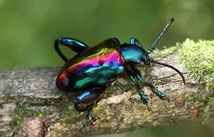 Frog-legged Leaf Beetle: Vietnam's Unique Insect Sensation, Global Collectors Hunt for Its Distinctive Features - image 0