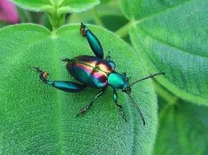 Frog-legged Leaf Beetle: Vietnam's Unique Insect Sensation, Global Collectors Hunt for Its Distinctive Features - image 2