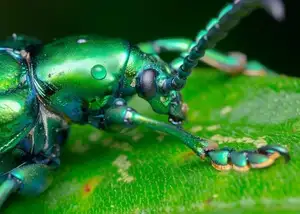Frog-legged Leaf Beetle: Vietnam's Unique Insect Sensation, Global Collectors Hunt for Its Distinctive Features - image 7