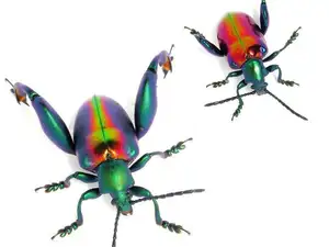Frog-legged Leaf Beetle: Vietnam's Unique Insect Sensation, Global Collectors Hunt for Its Distinctive Features - image 3