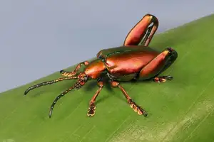 Frog-legged Leaf Beetle: Vietnam's Unique Insect Sensation, Global Collectors Hunt for Its Distinctive Features - image 5