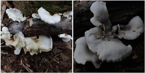 Discovery of Two Unique Bioluminescent Mushroom Species in Bai Tu Long National Park - image 2