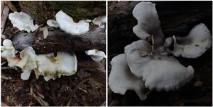 Discovery of Two Unique Bioluminescent Mushroom Species in Bai Tu Long National Park - image 0