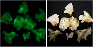 Discovery of Two Unique Bioluminescent Mushroom Species in Bai Tu Long National Park - image 1