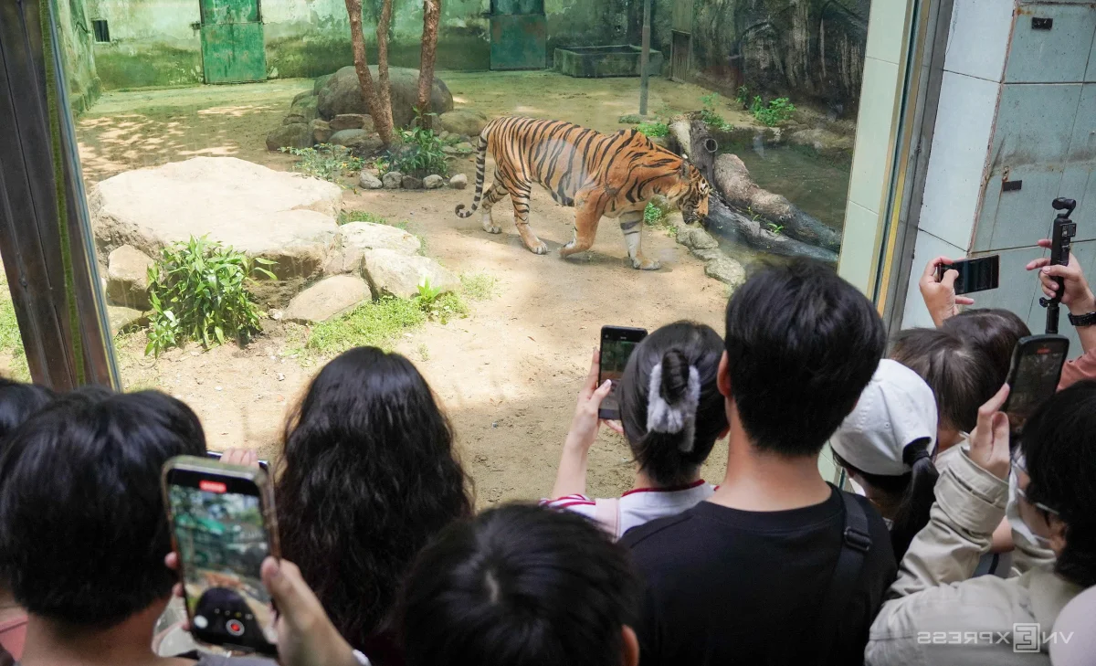A Heartwarming Celebration: Saigon Zoo Thảo Cầm Viên Honors Retired Tiger with Special Birthday Party
