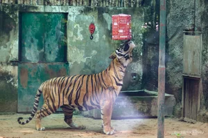 A Heartwarming Celebration: Saigon Zoo Thảo Cầm Viên Honors Retired Tiger with Special Birthday Party - image 1