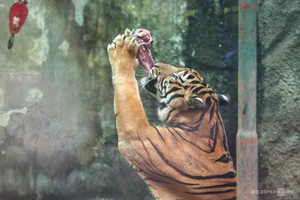 A Heartwarming Celebration: Saigon Zoo Thảo Cầm Viên Honors Retired Tiger with Special Birthday Party - image 6