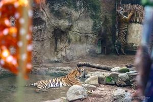 A Heartwarming Celebration: Saigon Zoo Thảo Cầm Viên Honors Retired Tiger with Special Birthday Party - image 7