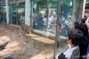 A Heartwarming Celebration: Saigon Zoo Thảo Cầm Viên Honors Retired Tiger with Special Birthday Party - image 8
