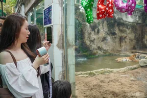 A Heartwarming Celebration: Saigon Zoo Thảo Cầm Viên Honors Retired Tiger with Special Birthday Party - image 3