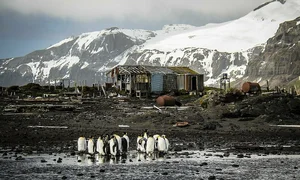 Inside the Penguin Paradise: Navigating Wildlife Conservation and Global Trade Impacts - image 6