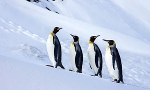 Inside the Penguin Paradise: Navigating Wildlife Conservation and Global Trade Impacts - image 1