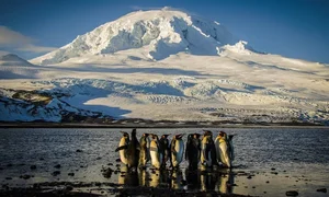 Inside the Penguin Paradise: Navigating Wildlife Conservation and Global Trade Impacts - image 7