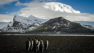 Inside the Penguin Paradise: Navigating Wildlife Conservation and Global Trade Impacts - image 0