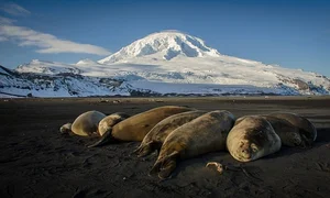 Inside the Penguin Paradise: Navigating Wildlife Conservation and Global Trade Impacts - image 3