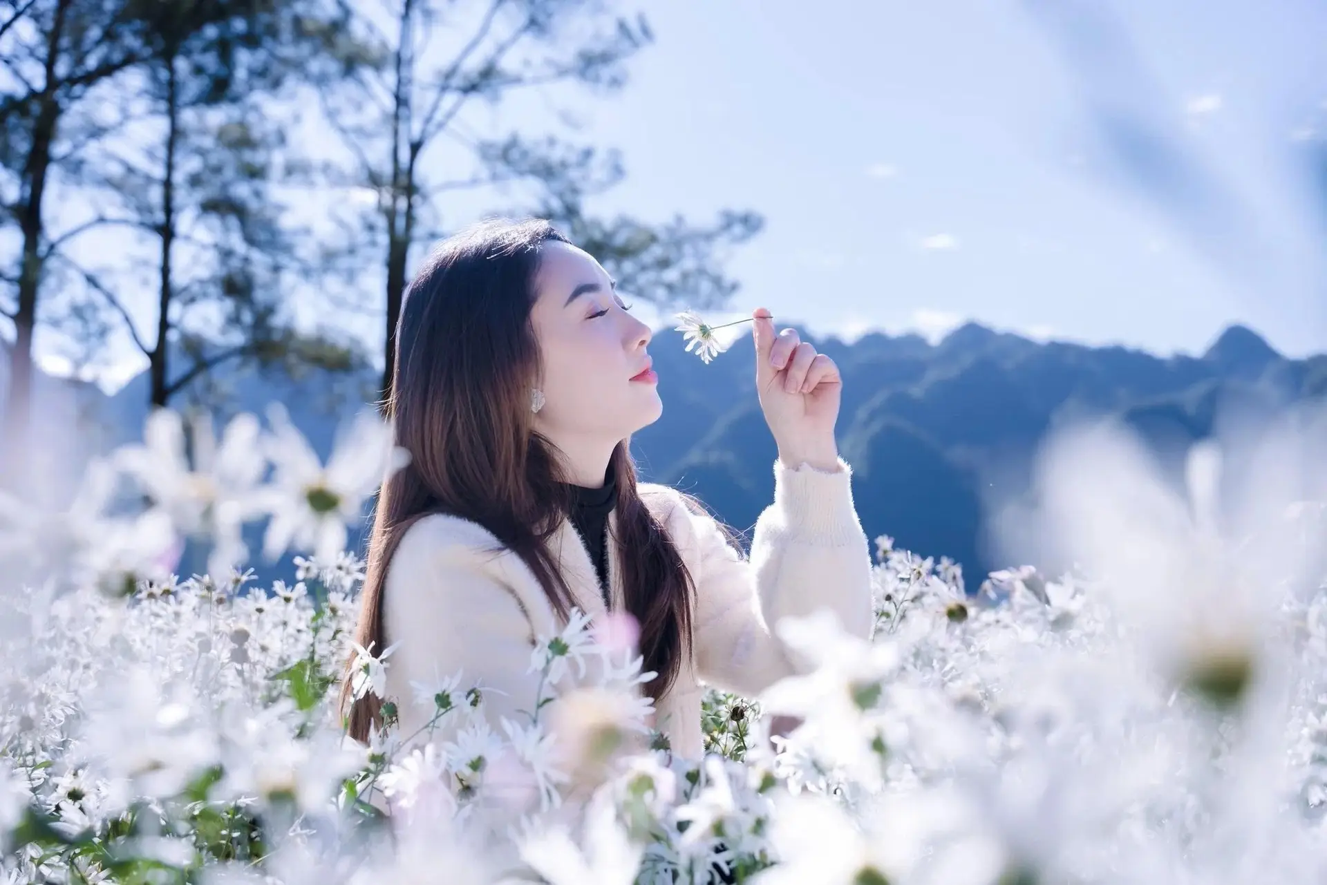 Moc Chau's Pure White Daisy Fields: A Muse Amidst a Floral Wonderland, Perfect for Stunning Photoshoots.
