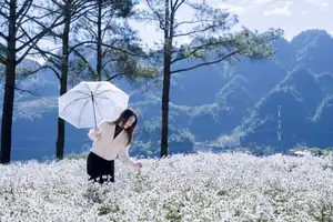 Moc Chau's Pure White Daisy Fields: A Muse Amidst a Floral Wonderland, Perfect for Stunning Photoshoots. - image 7