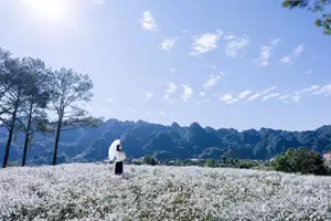 Moc Chau's Pure White Daisy Fields: A Muse Amidst a Floral Wonderland, Perfect for Stunning Photoshoots. - image 2
