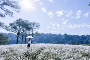 Moc Chau's Pure White Daisy Fields: A Muse Amidst a Floral Wonderland, Perfect for Stunning Photoshoots. - image 4