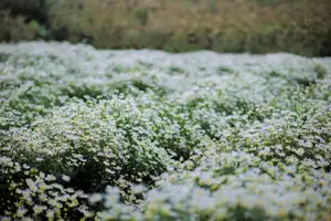 Moc Chau's Pure White Daisy Fields: A Muse Amidst a Floral Wonderland, Perfect for Stunning Photoshoots. - image 1