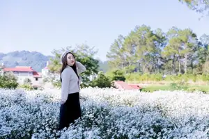 Moc Chau's Pure White Daisy Fields: A Muse Amidst a Floral Wonderland, Perfect for Stunning Photoshoots. - image 10