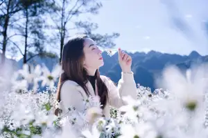 Moc Chau's Pure White Daisy Fields: A Muse Amidst a Floral Wonderland, Perfect for Stunning Photoshoots. - image 0