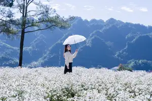 Moc Chau's Pure White Daisy Fields: A Muse Amidst a Floral Wonderland, Perfect for Stunning Photoshoots. - image 6