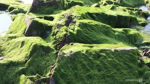Discovering the Magical Green Mossy Beach of Phan Thiet: A Hidden Gem in Vietnam - image 8