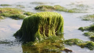 Discovering the Magical Green Mossy Beach of Phan Thiet: A Hidden Gem in Vietnam - image 2