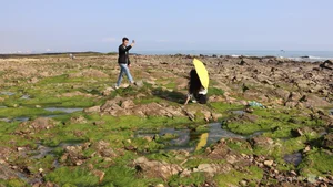 Discovering the Magical Green Mossy Beach of Phan Thiet: A Hidden Gem in Vietnam - image 10