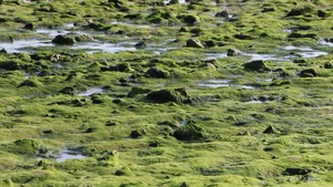 Discovering the Magical Green Mossy Beach of Phan Thiet: A Hidden Gem in Vietnam - image 3