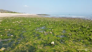 Discovering the Magical Green Mossy Beach of Phan Thiet: A Hidden Gem in Vietnam - image 1