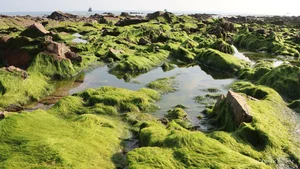 Discovering the Magical Green Mossy Beach of Phan Thiet: A Hidden Gem in Vietnam - image 11
