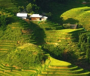 Breathtaking Golden Harvest: Exploring the Scenic Beauty of Y Linh Ho Village - image 6