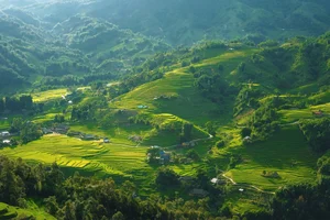 Breathtaking Golden Harvest: Exploring the Scenic Beauty of Y Linh Ho Village - image 10