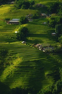 Breathtaking Golden Harvest: Exploring the Scenic Beauty of Y Linh Ho Village - image 2