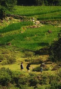 Breathtaking Golden Harvest: Exploring the Scenic Beauty of Y Linh Ho Village - image 8