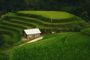 Breathtaking Golden Harvest: Exploring the Scenic Beauty of Y Linh Ho Village - image 3