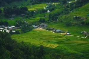 Breathtaking Golden Harvest: Exploring the Scenic Beauty of Y Linh Ho Village - image 7