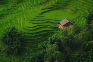 Breathtaking Golden Harvest: Exploring the Scenic Beauty of Y Linh Ho Village - image 11
